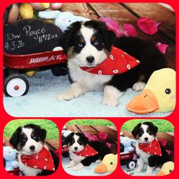 Rolls Royce - Black tri male Toy Australian Shepherd puppy in Levelland, Texas from Once Upon a Time Aussies