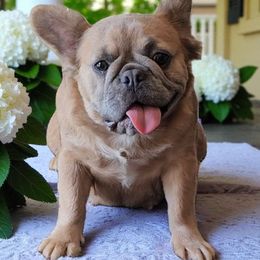 Paris - French Bulldog