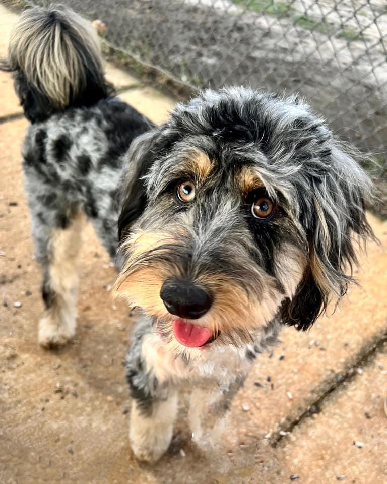 Bella Bernedoodle in Florida Bernedoodle puppies Good Dog