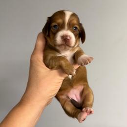 Annie - Piebald female Dachshund puppy in Fredericksburg, Indiana from Blue River Mini Dachshunds