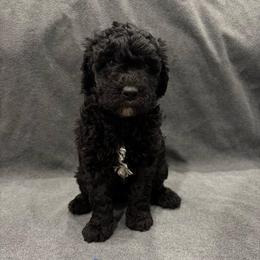 Shelly - Black and white female Sheepadoodle puppy in Bloomfield, New Jersey from C3 Sheepadoodles