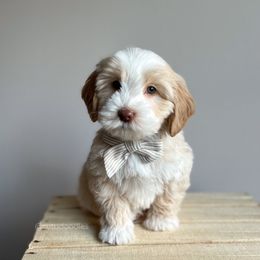 Marmaduke - Caramel male Australian Labradoodle puppy in Belding, Michigan from Rutu Australian Labradoodles