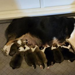 Maybelline (Mabel) - Pembroke Welsh Corgi