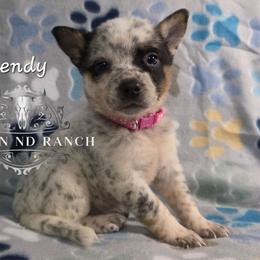 Wendy - Blue female Australian Cattle Dog puppy in Silsbee, Texas from Rockin ND Ranch