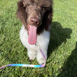 Clue - Parti female Poodle puppy in Berea, Kentucky from Legacy Poodles