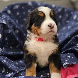 Luna-Pink Collar - Tri-color female Bernese Mountain Dog puppy in Bonham, Texas from Happy Valley Puppies