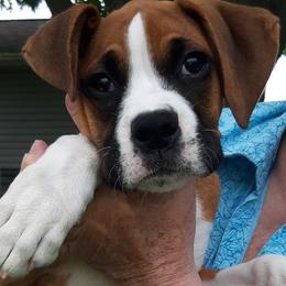 Boxers from Celia Calbert