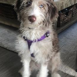 Aussiedoodles from Super Z Aussiedoodles