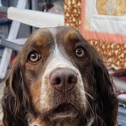 Maddie - English Springer Spaniel