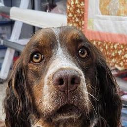 Maddie - English Springer Spaniel