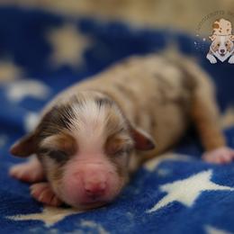 Independence - Red merle female Miniature Australian Shepherd puppy in San Antonio, Texas from Wigglebutts Unlimited