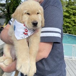 Golden Retriever Puppies from Ruff Life Goldens