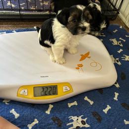 Green girl - Parti female Yorkshire Terrier puppy in Cocoa, Florida from SummerTime AKC Yorkies