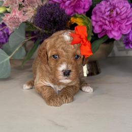 Princess Leia - Orange - Red female Cavapoo puppy in South Jordan, Utah from Simply Sweet Paws. LLC