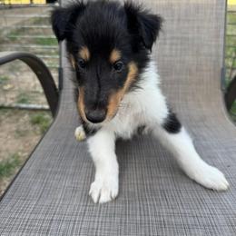 ROGER - Black white and tan male Collie puppy in Yukon, Oklahoma from ColliesOklahoma