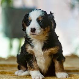 Mona Lisa - female Australian Mountain Doodle puppy in Cortez, Colorado from Sassy Pants Pups