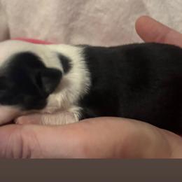 Miniature Australian Shepherds from Terri Vaughn