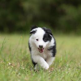 Border Collie Puppies from High Point Border Collies