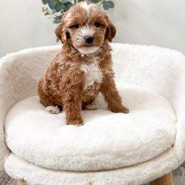 Grey Collar puppy - Red  male Goldendoodle puppy in Newcastle, Oklahoma from Ritzy Creek Doodles