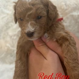 Red Boy - Red  Goldendoodle puppy in Excelsior Springs, Missouri from Zoodles Micro Goldendoodles