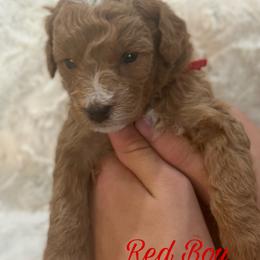 Red Boy - Red  Goldendoodle puppy in Excelsior Springs, Missouri from Zoodles Micro Goldendoodles