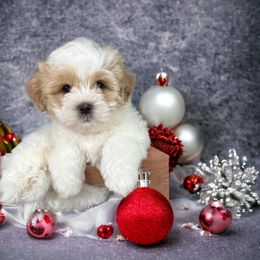 Shihpoo and Shih Tzu Puppies from Lilli’s Shih tzus and Shih poos