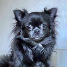 Tina - Blue female Chihuahua puppy in Alaska from Snowy Mountains Chihuahua