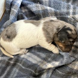 Bloodhound and Dachshund Puppies from Hat Creek Kennel