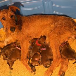 Pink-teal collar - Red female Irish Terrier puppy in Moyie Springs, Idaho from Avonlea Terriers