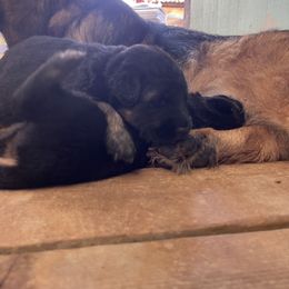 German Shepherd Puppies from Oahu German Shepherds