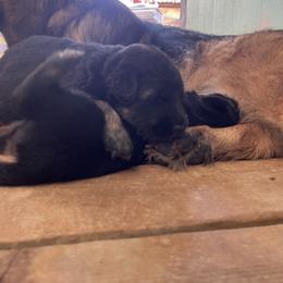 German Shepherd Puppies from Oahu German Shepherds