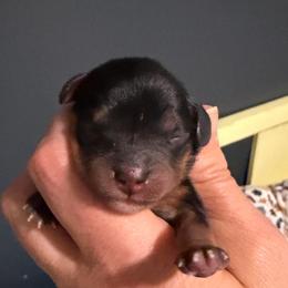 Bt girl 2 - Black and tan female Cavalier King Charles Spaniel puppy in Queen Creek, Arizona from Andresen's Cavaliers