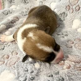 Omega - Red male Pembroke Welsh Corgi puppy in Magnolia, Texas from Wiggle Ranch Corgis