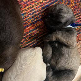 Maverick - Salt and pepper male Miniature Schnauzer puppy in Comanche, Texas from Circle R