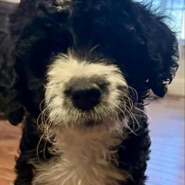 Teddy - Parti male Goldendoodle puppy in Waterloo, Illinois from Dreamy Doodles