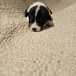 American Corgi Puppies from GC Farms Corgis