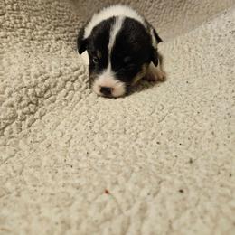 American Corgi Puppies from GC Farms Corgis