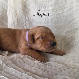 Aspen - Dark golden female Golden Retriever puppy in Fruitland, Idaho from Bethel Retrievers
