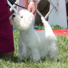 West Highland White Terriers from Darling Westies