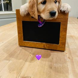 Miss Purple - Golden female Golden Retriever puppy in Carmichael, California from Sadie Lane Family Goldens