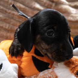 Gray Collar - Black and tan male Dachshund puppy in Belfair, Washington from Devoted Doxies, Lorraine’s Yorkies