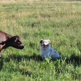 Miniature American Shepherds and Miniature Australian Shepherds from Locust Grove Mini Aussies and American shepherds