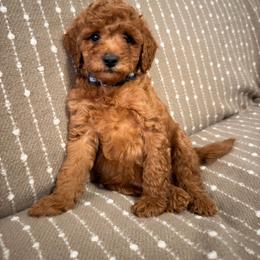 Blue boy two - Apricot male Goldendoodle puppy in Sacramento, California from Golden Heart Doodles