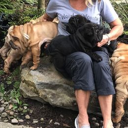 Chinese Shar-Pei Puppies from Dee Dee Wells's Chinese Shar-Pei