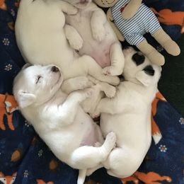 Jack Russell Terrier Puppies from Ground Force Jack Russell Terriers