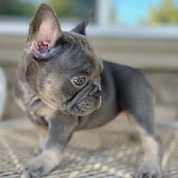 French Bulldogs from Dangerous Grounds Frenchies