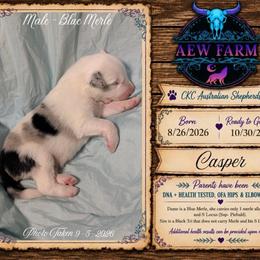 Casper - Blue merle male Australian Shepherd puppy in Citra, Florida from AEW Farm