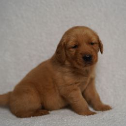 Robin - Dark golden female Golden Retriever puppy in Holmesville, Ohio from Dixie Goldens