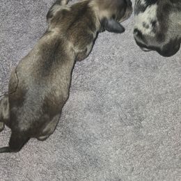 Shaded cream - Cream male Dachshund puppy in Wichita Falls, Texas from Desert Willow Dachshunds