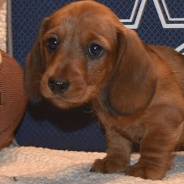 Dachshunds from Koser’s Miniature Dachshunds